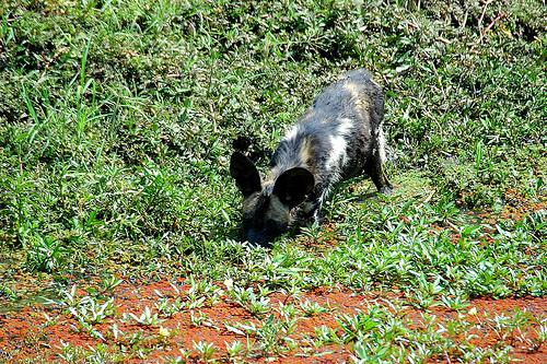 Losloopgebied Winterswijk Straat