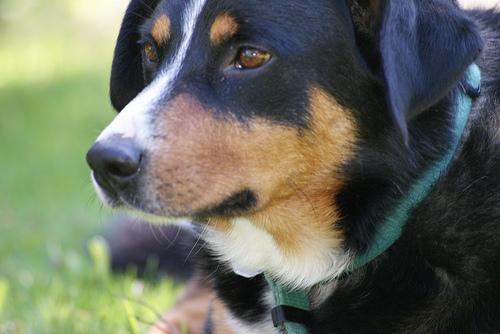 Bennekomse Bos / Oostereng