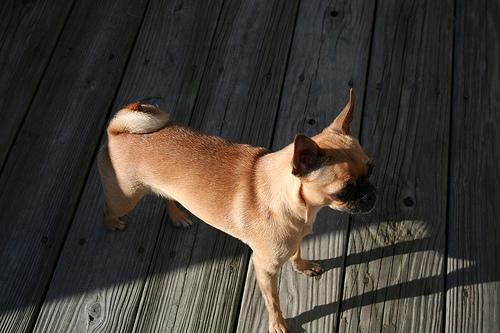 Hondenuitlaat Nunspeet - Nunspeet