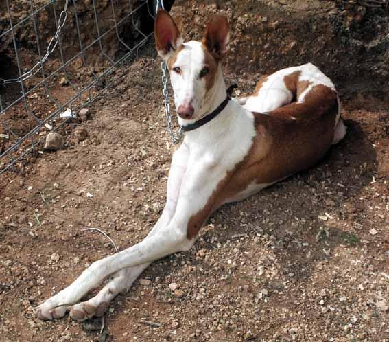 Hondenuitlaat Kampen - Kampen