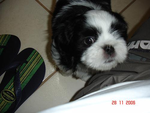 Losloopgebied Nijmegen Westen