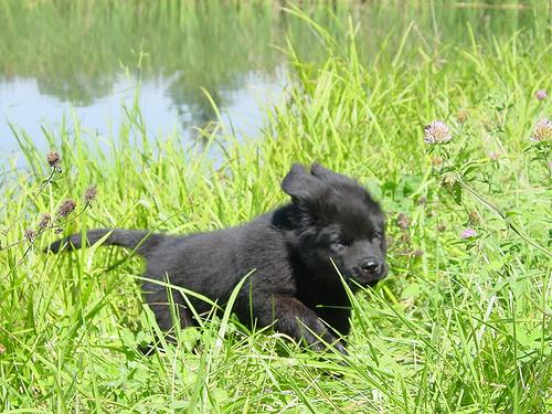 Losloopgebied Dronten