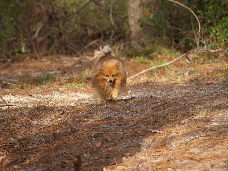 Wandelen met de hond Groesbeek