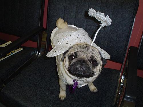 Losloopgebied Zutphen Bos