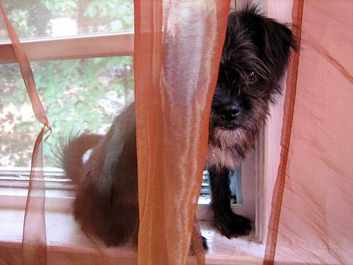 Losloopgebied Gaasterlân