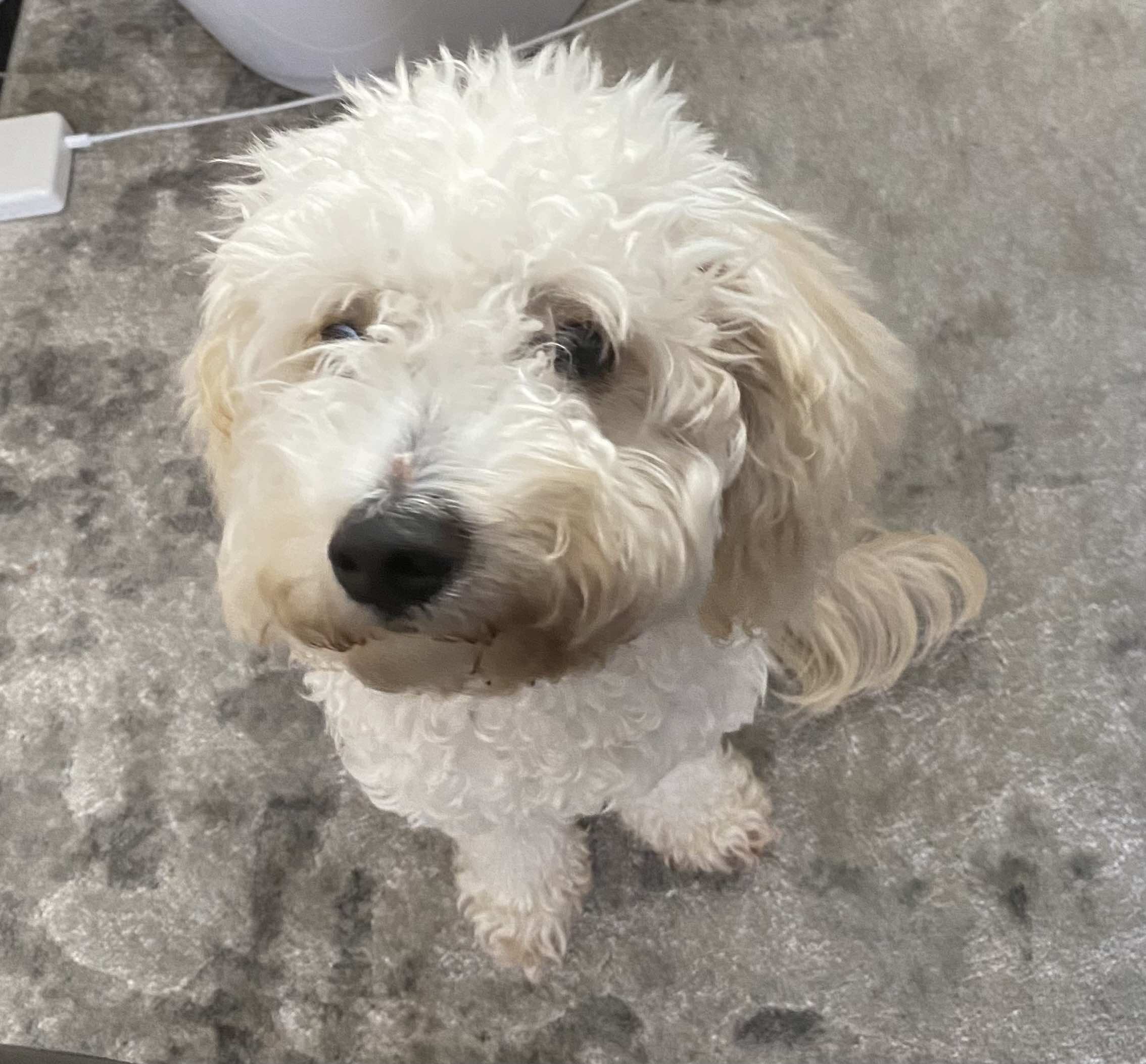 Losloopgebied Haarlem Heide