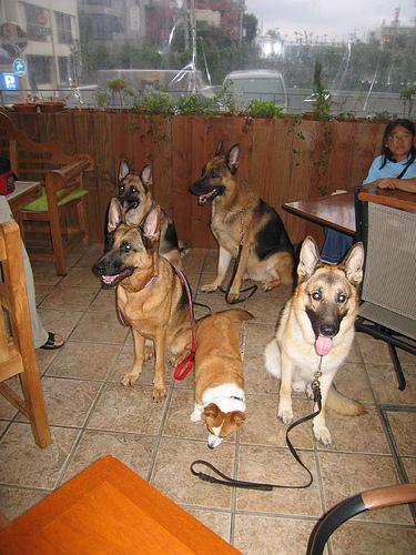 Hondenuitlaat Almere - Almere