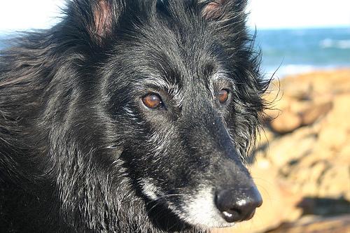 Losloopgebied Bijvang