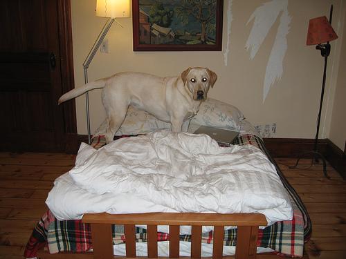 Losloopgebied Bladel