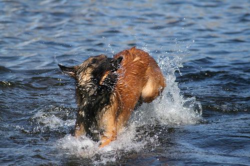 Losloopgebied Haarlem Weide
