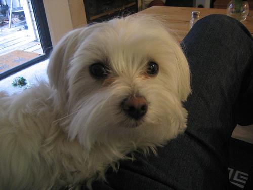 Hondengebied Wolvega