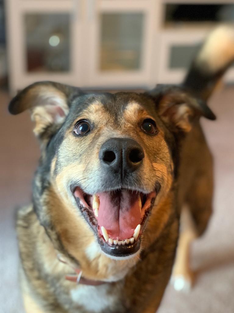 Losloopgebied Delft Centrum