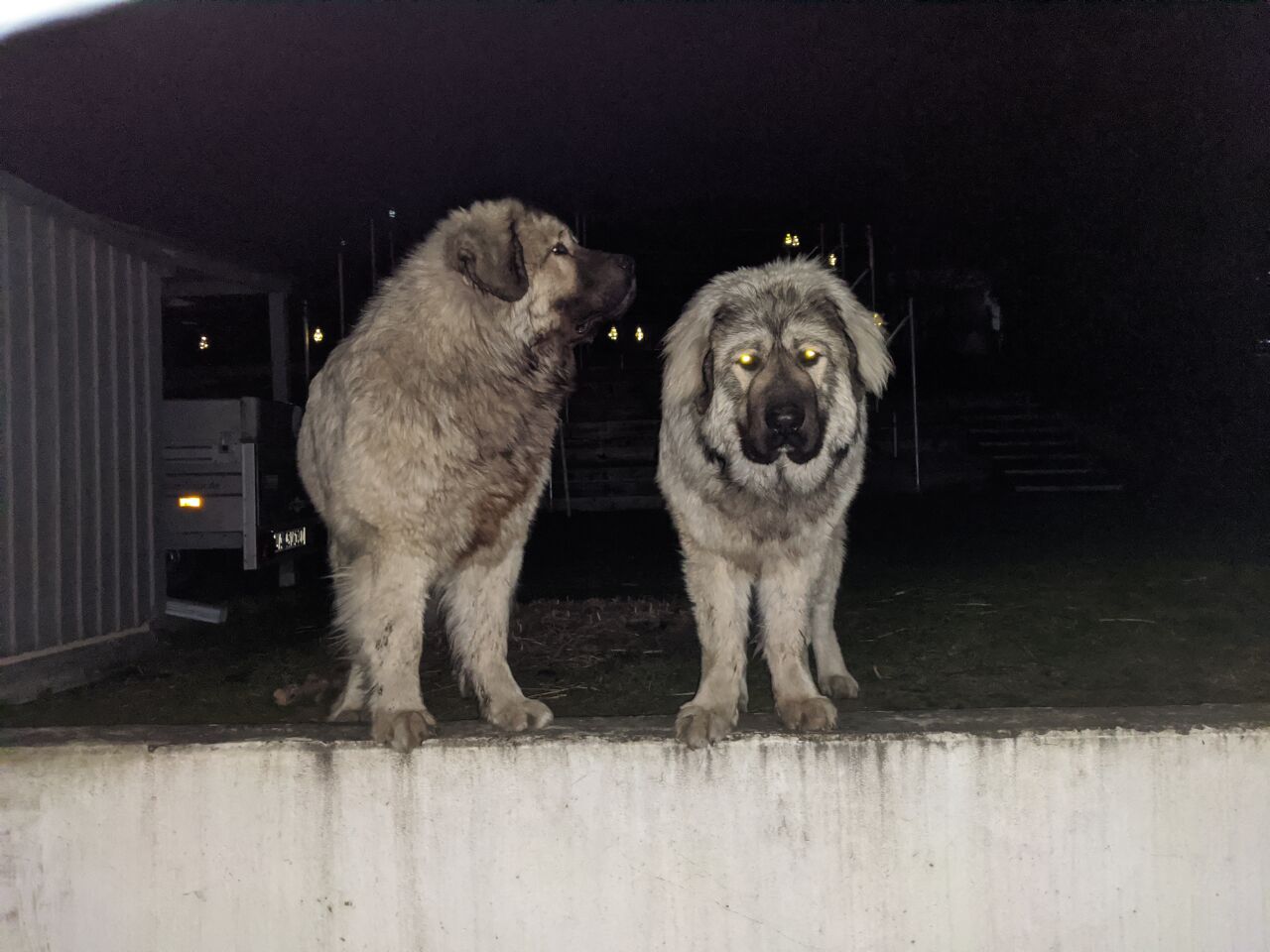 Losloopgebied Allerheiligenweg