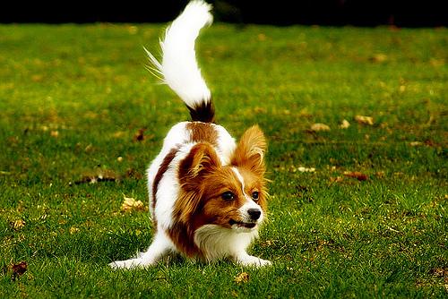 Strand Texel De Koog