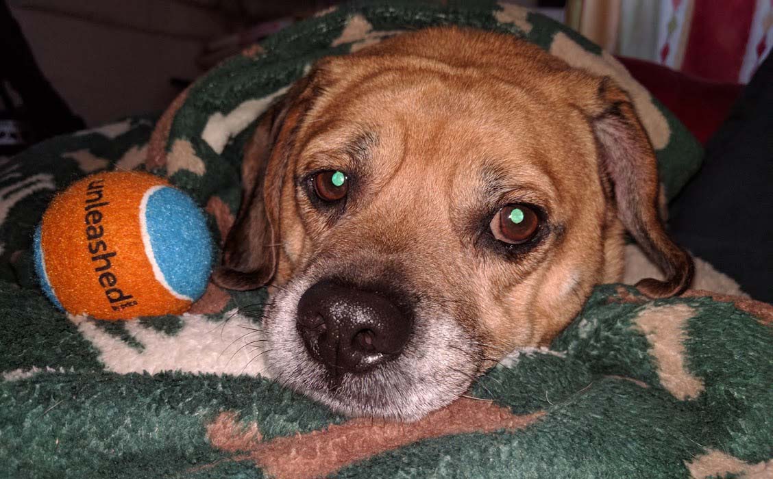 Losloopgebied Arnhem Centrum