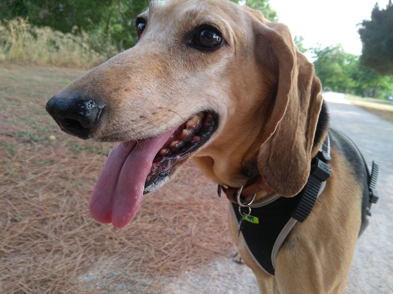 Losloopgebied Delft Noorden