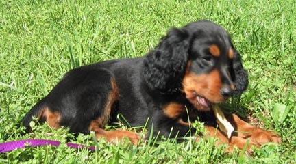 Losloopgebied Burgemeester Verdaasdonkstraat